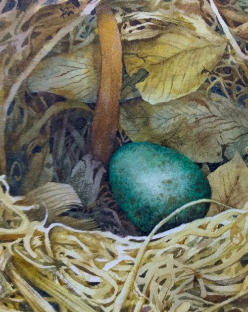 blackbird egg in watercolour