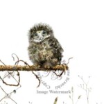 New Zealand Morepork Fledgling